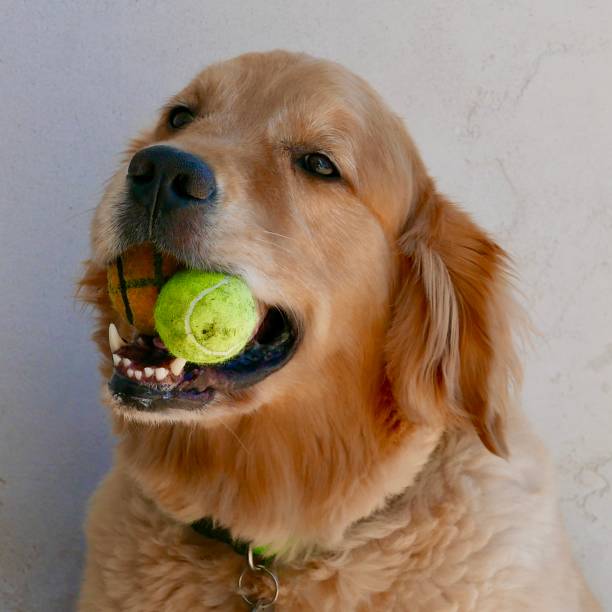 istock Barney the Dog smiling with two tennis balls 1137644607