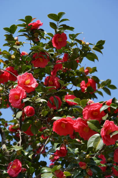 Camellia - Red stock photo