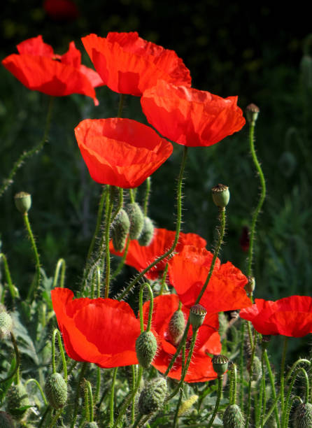 istock Red poppy flowers and sunny day 1137647668