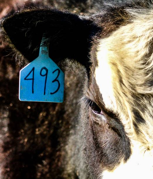 istock Closeup of White Faced Black Angus Calf 1137649234