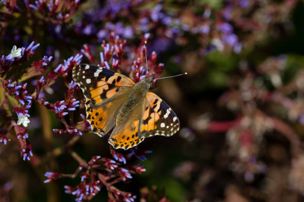 istock Yellow butterfly with litter flowers 1137650029