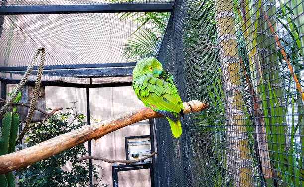 istock pretty green parrot photographed in the cage perched on a branch 1137650041