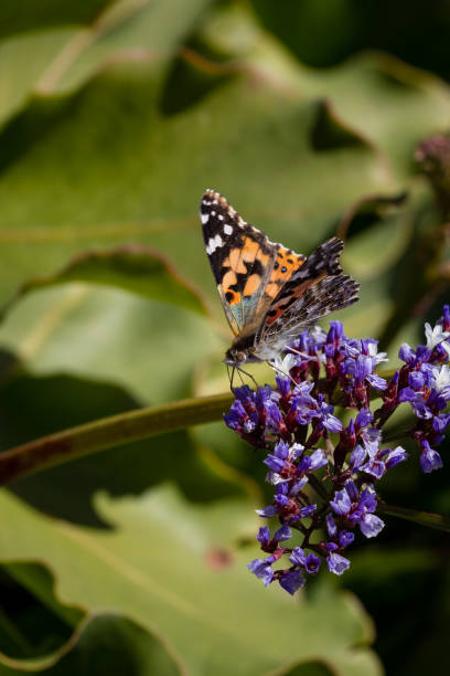 istock Yellow butterfly with litter flowers 1137650083