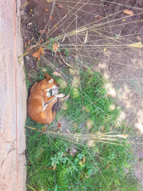 istock Fox sleeps peacefully in a park while being photographed from above 1137650090