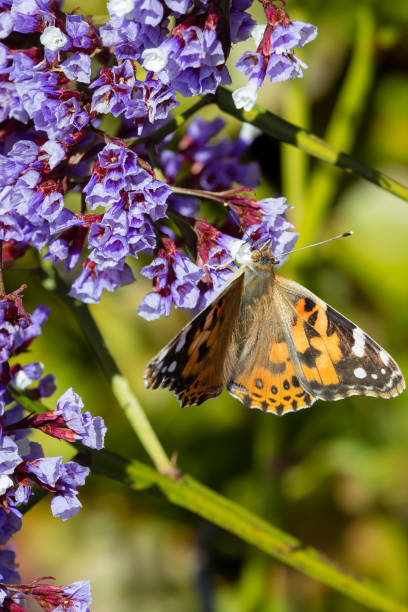 istock Yellow butterfly with litter flowers 1137650091