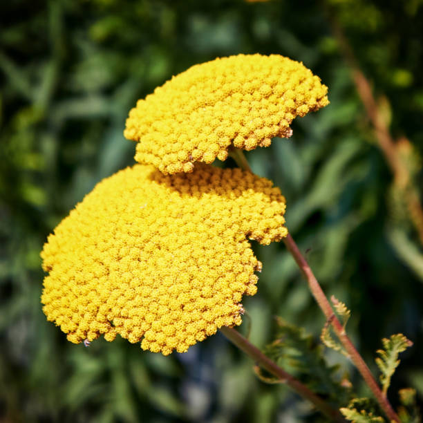 Close up of a yellow flowering Fernleaf Yarrow. Achillea filipendulina close up of bunch of yellow garden Achillea filipendulina 'Cloth of Gold' fernleaf yarrow in garden stock pictures, royalty-free photos & images
