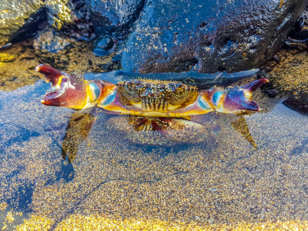 istock Precious image of a sea crab with its claws spread out to defend itself from danger. 1137650788