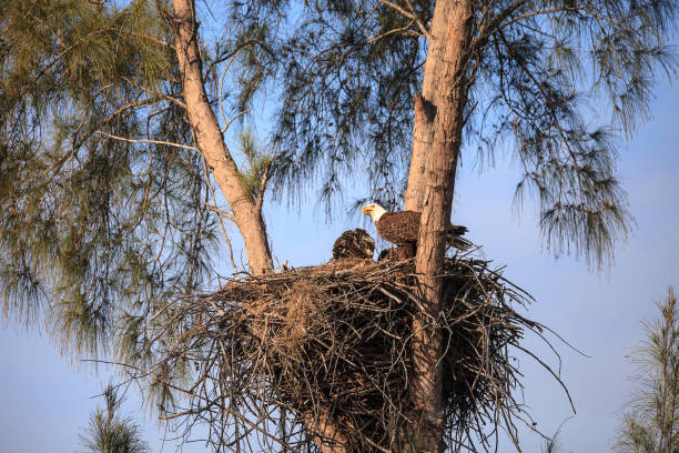 istock Mom Bald eagle Haliaeetus leucocephalus 1137652330
