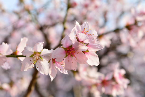 In full bloom in the peach blossom In full bloom in the peach blossom Nectarine stock pictures, royalty-free photos & images