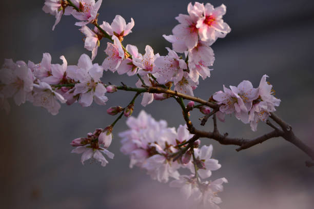 In full bloom in the peach blossom In full bloom in the peach blossom Nectarine stock pictures, royalty-free photos & images