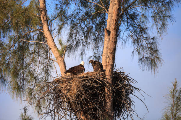 istock Mom Bald eagle Haliaeetus leucocephalus 1137652408