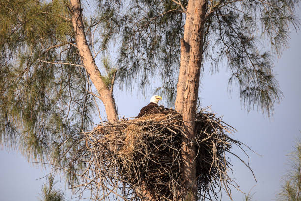 istock Mom Bald eagle Haliaeetus leucocephalus 1137652456