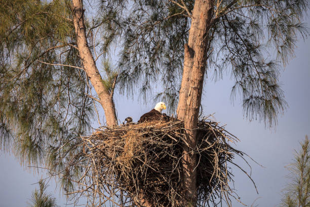 istock Mom Bald eagle Haliaeetus leucocephalus 1137652491