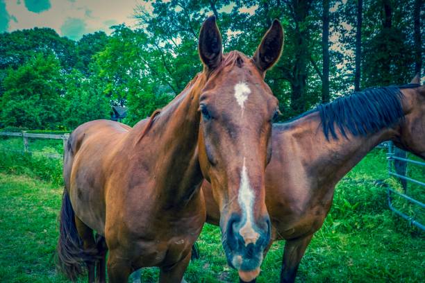 istock A horse on a field 1137652553