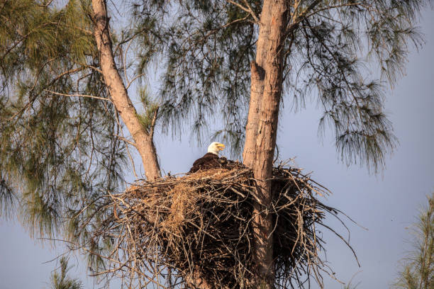 istock Mom Bald eagle Haliaeetus leucocephalus 1137652583