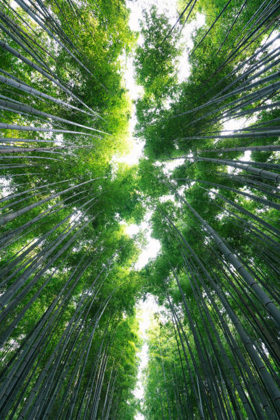 istock The Bamboo Forest of Arashiyama, Kyoto 1137654171
