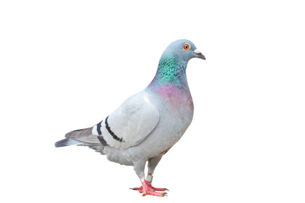 istock full body of speed racing pigeon bird standing isolate white background 1137655021