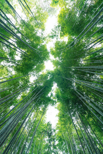 istock The Bamboo Forest of Arashiyama, Kyoto 1137655103
