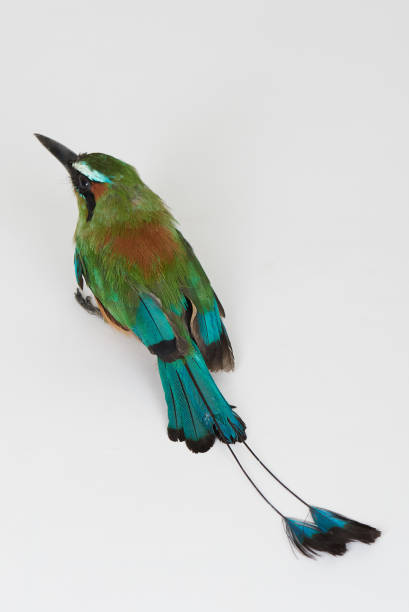 Green turqouise color tropical bird Green turqouise color tropical bird sit on white studio background motmot stock pictures, royalty-free photos & images