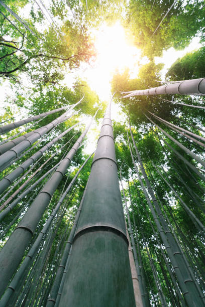 istock The Bamboo Forest of Arashiyama, Kyoto 1137655773
