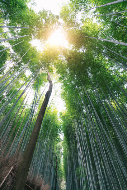 istock The Bamboo Forest of Arashiyama, Kyoto 1137655774