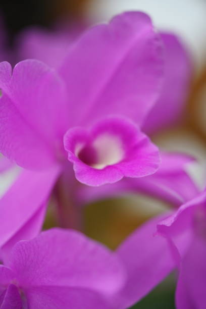 Cattleya Skinneri 'Heiti Jacobs' Light Purple Center of Flower skinneri stock pictures, royalty-free photos & images