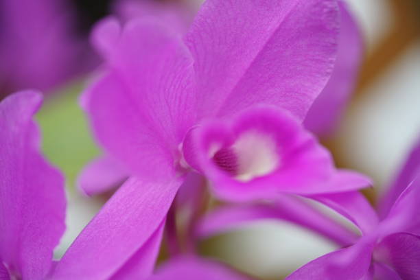 Cattleya Skinneri 'Heiti Jacobs' Light Purple Center of Flower skinneri stock pictures, royalty-free photos & images