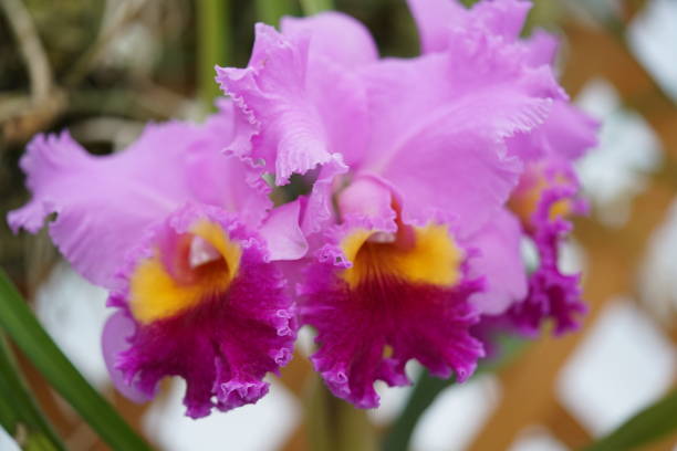istock Cattleya Trianae - Faint Purple 1137657311