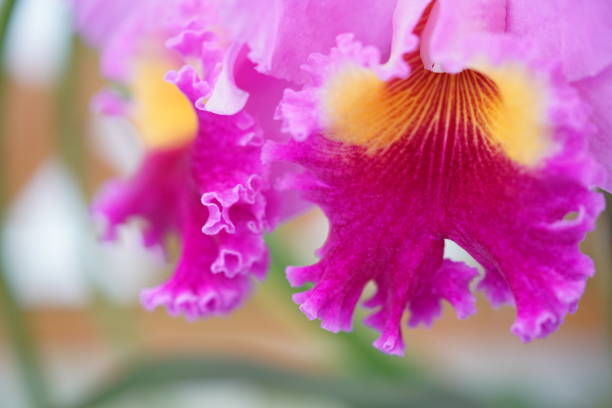 Cattleya Trianae - Faint Purple Center of Flower cattleya trianae stock pictures, royalty-free photos & images