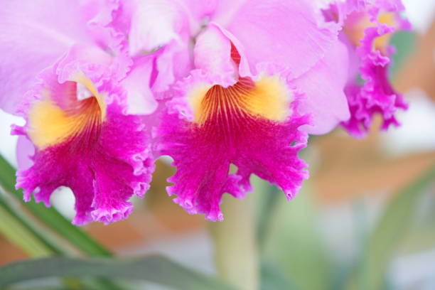 cattleya trianae-roxo fraco - orchid simplicity single flower flower - fotografias e filmes do acervo