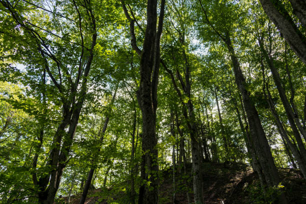 istock Plitvice Lakes National Park 1137659418