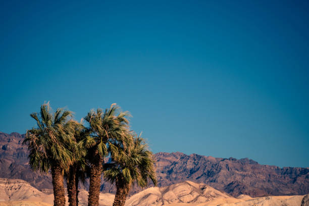 istock Desert oasis in Death Valley National Park 1137664170