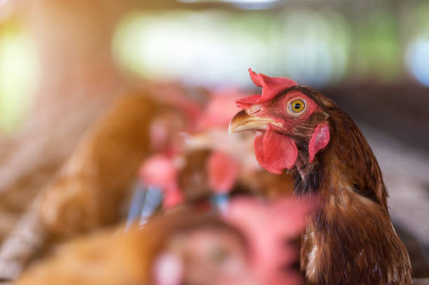 istock Hens and Eggs Chickens in farm. 1137667992