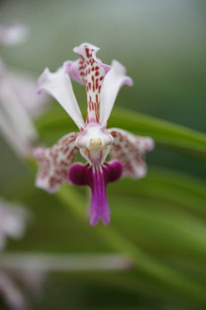 istock Vanda tricolorLindl - White and Purple 1137669485