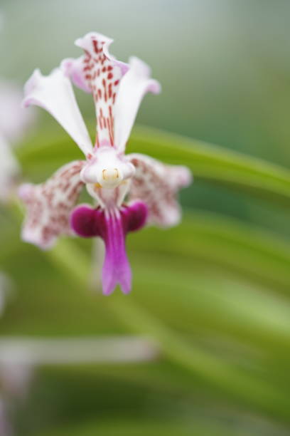 istock Vanda tricolorLindl - White and Purple 1137669486