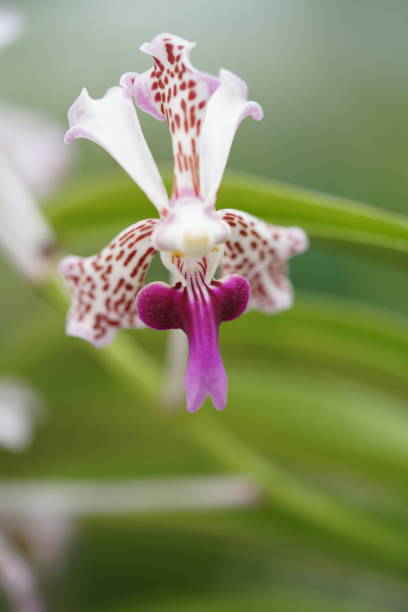 istock Vanda tricolorLindl - White and Purple 1137669490