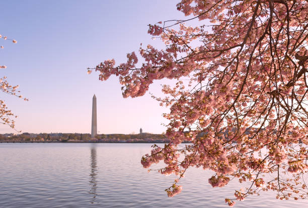 istock Blossoming cherry trees around Tidal Basin in Washington DC. 1137671549
