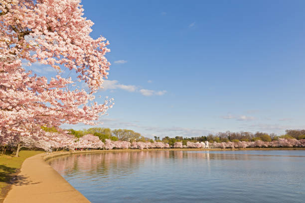 istock Blossoming cherry trees around Tidal Basin in Washington DC in spring during the National Cherry Blossom Festival. 1137671556