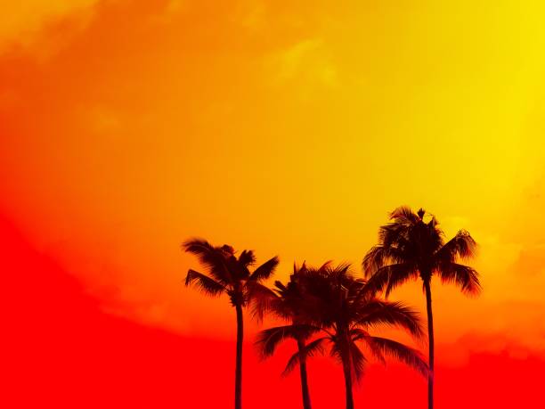 istock Plan tree silhouette on red and orange sky with copy space summer concept 1137672663