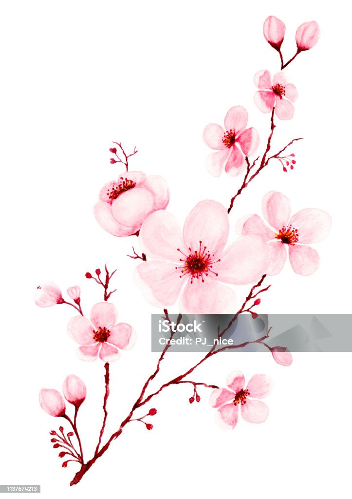 Watercolor cherry blossom branch hand painted. Watercolor cherry blossom branches hand painted. Spring or summer decoration sakura design, illustration isolated on white background. Cherry Blossom stock illustration