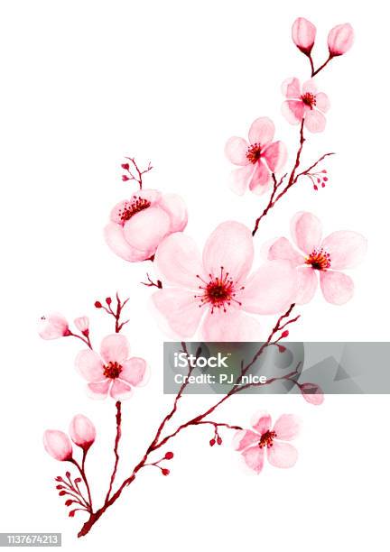 Watercolor Cherry Blossom Branch Hand Painted Stock Illustration - Download Image Now - Cherry Blossom, Watercolor Painting, Art