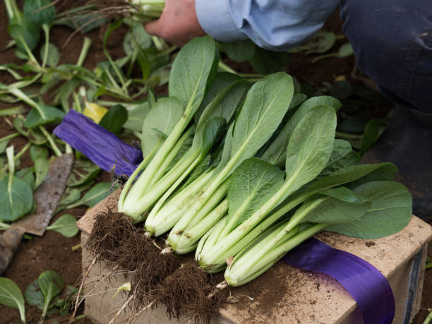 istock Shipment of Komatsuna in Japan 1137678771