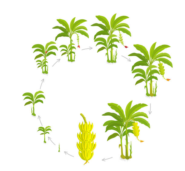 illustrations, cliparts, dessins animés et icônes de cycle de culture ronde pour le bananier. cultures stades bananes palmier. plantes en croissance circulaire. biologie de la croissance des récoltes rondes. illustration de vecteur de musa. - banana tree