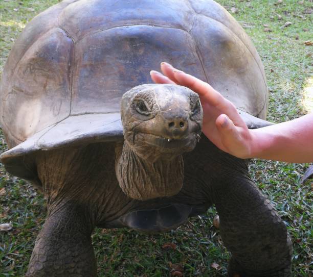 istock Giant turtles on Seychelles islands 1137678815