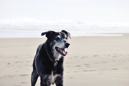 A Huntaway or New Zealand Huntaway Dog on a West Auckland Beach in Winter. They originate in New Zealand where they were breed as Sheep Dogs for Farming.