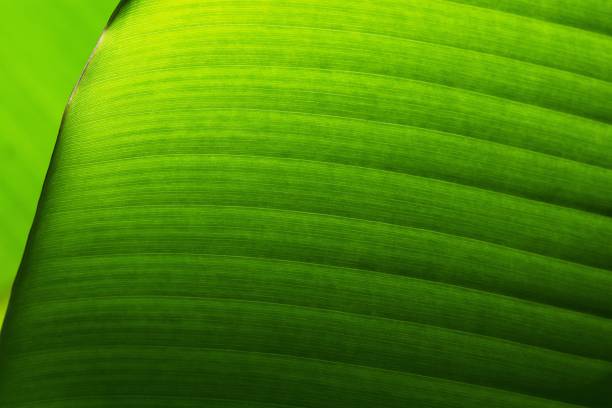 istock Closed up bright green banana leaf. 1137681006
