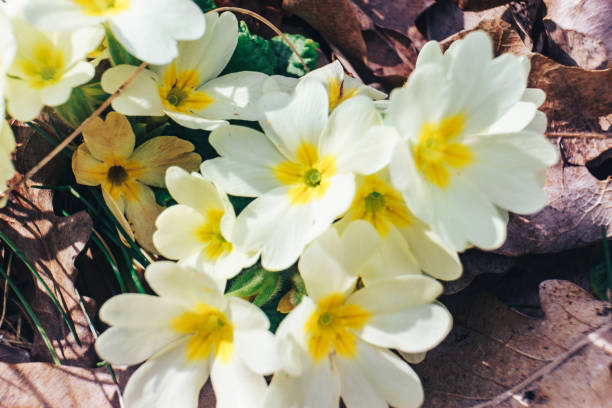 istock snowdrops plant forest maccro view. 1137686183