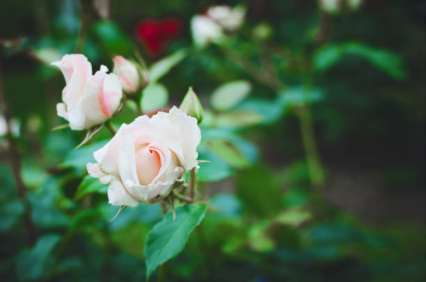 Beautiful blooming rose on green natural background.