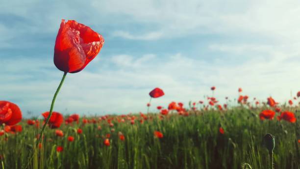 istock Red poppy flowers in a field 1137692366
