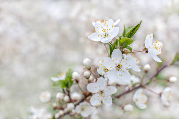 istock blossoming branch of cherry tree with flowers closeup 1137692487